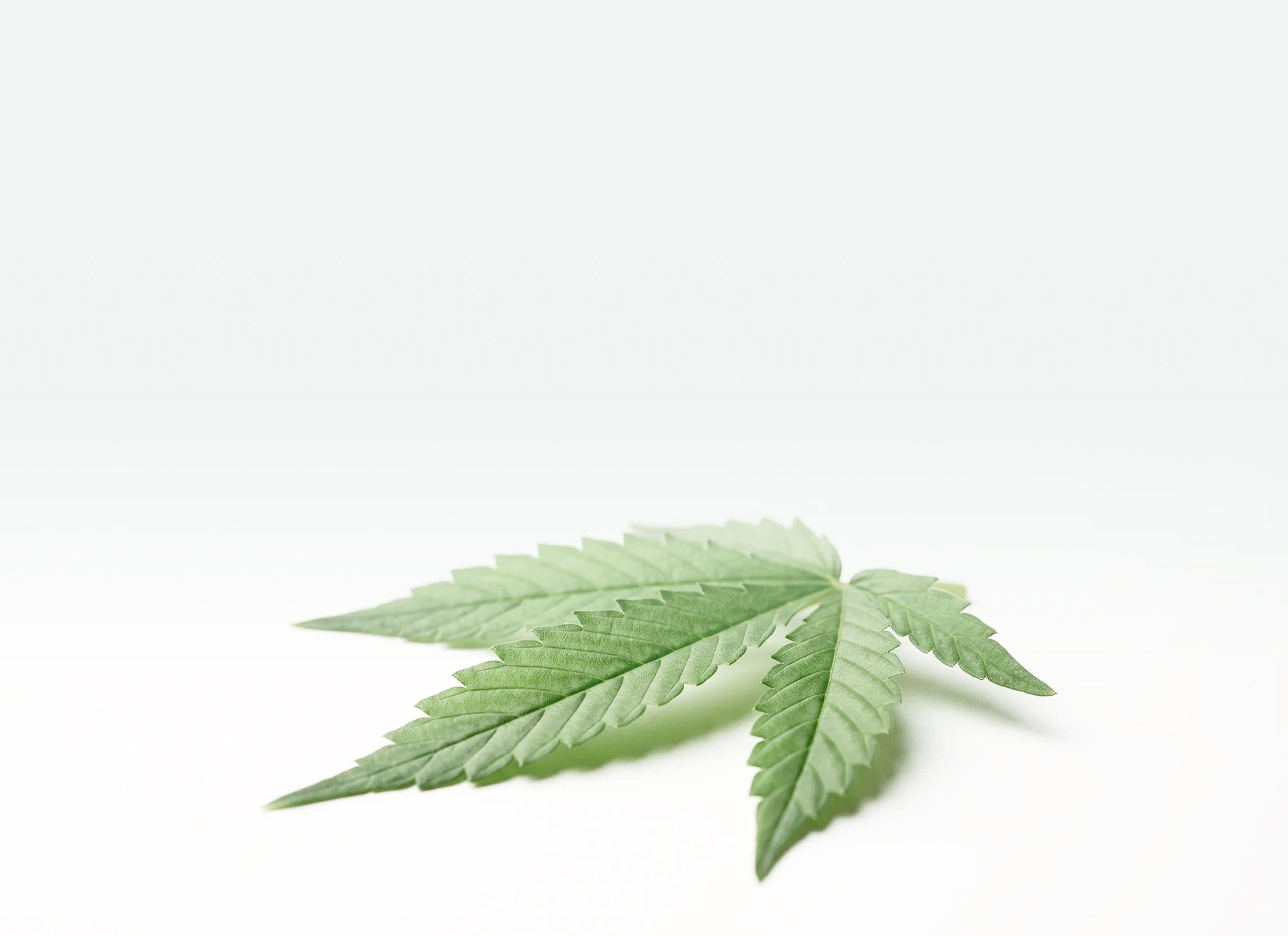 Cannabis Blatt auf weißen Hintergrund